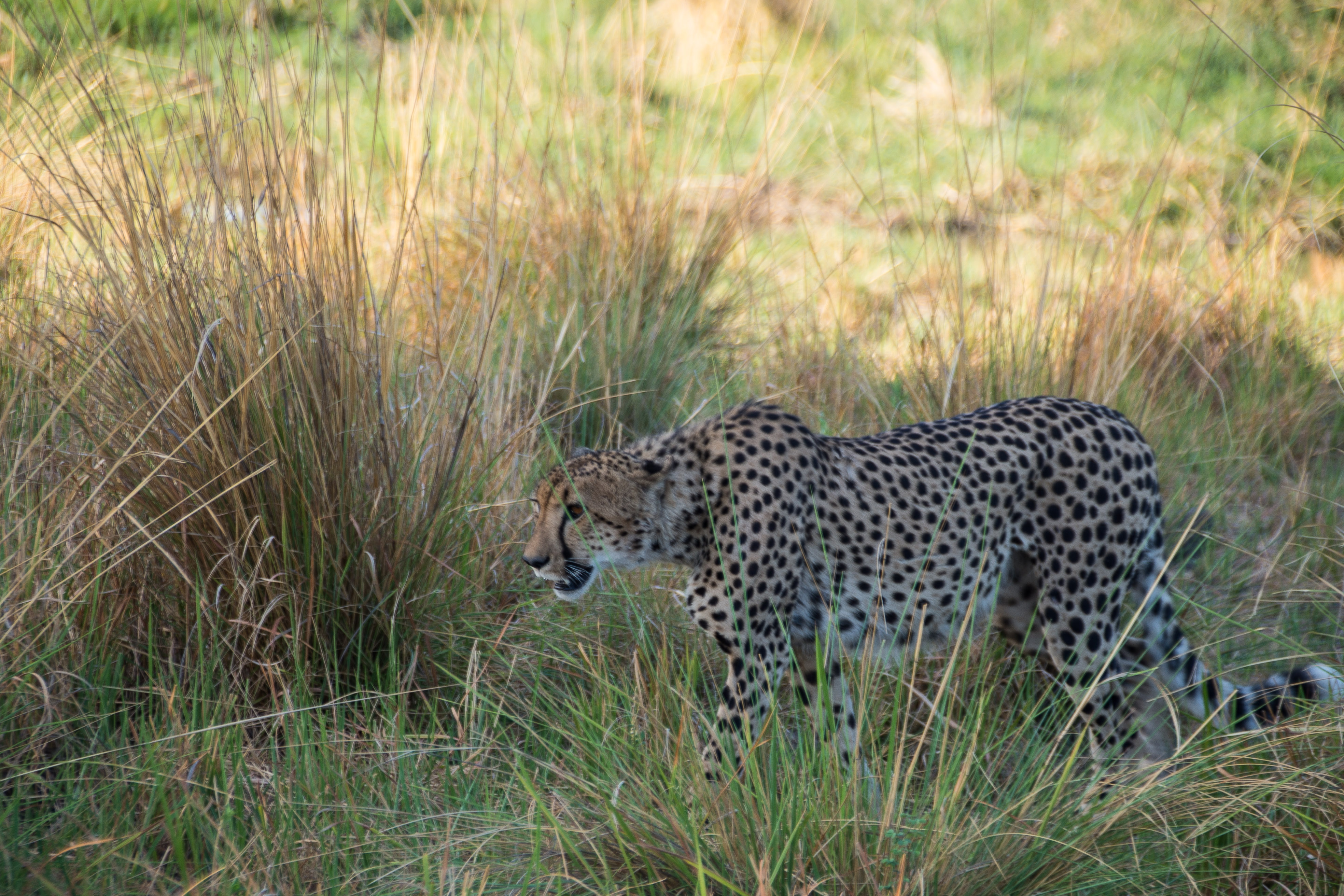 Guépard (Cheetah, Acinonyx jubatus), jeune mâle  déambulant à la recherche d'une proie le long d'un chenal du delta de l'Okavango , Kwando reserve,  Botswana.
